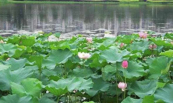 每年的夏天,长沙月湖公园的荷花池都会成为一大景色:满湖清香扑面而来