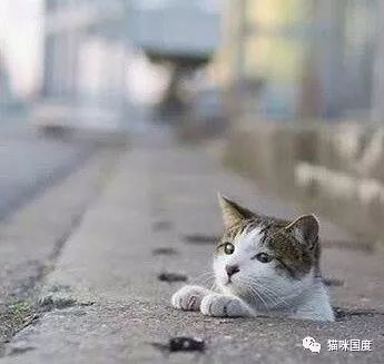 钻进去后,小猫咪还特意探出头来看看刚刚谁在偷拍,太可爱了.