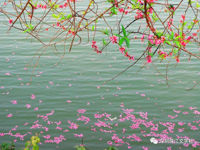 【第219期:临屏接龙《一季芳华终入尘,落花流水送寒春