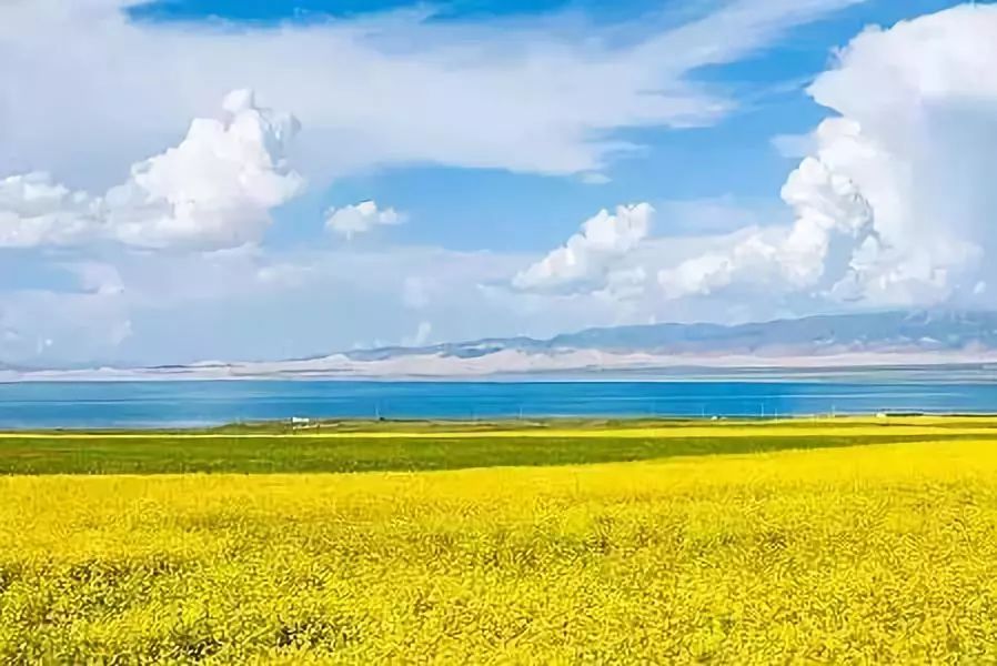 青海湖油菜花海