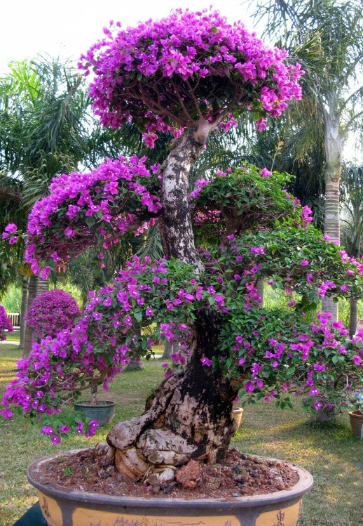 壮观!姹紫嫣红,繁花似锦的大型三角梅盆景
