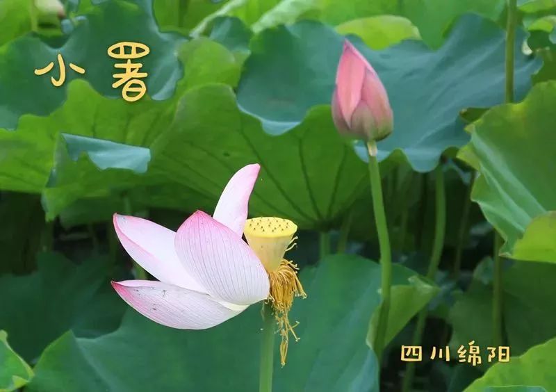 小暑节气摄影汇