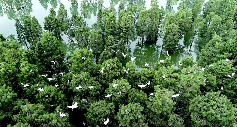 庐江大汉塘:万千鹭鸟雨中翱翔美景如画