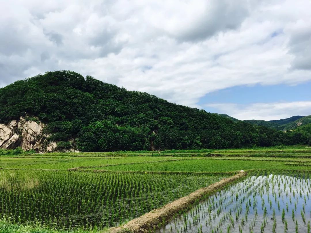 产地食材民乐乡王红岩我用镜头记录稻花香