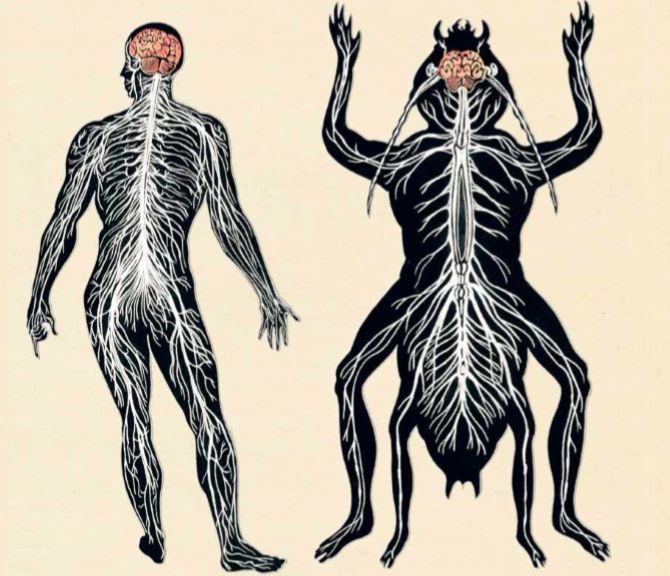 图为人变成虫后的神经系统人类变虫是非常复杂的.