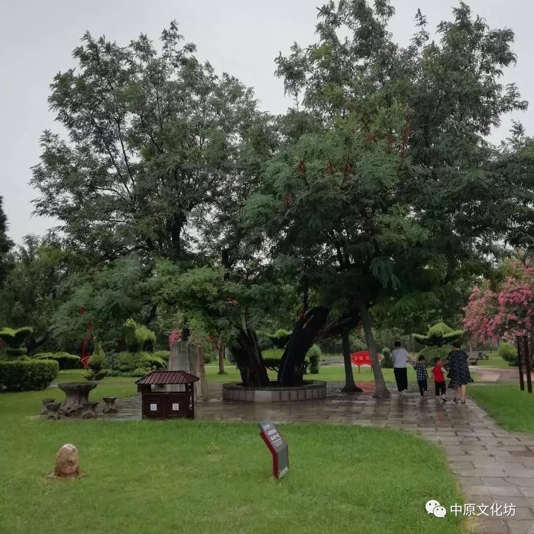 雨中游览淮阳剪枝公园