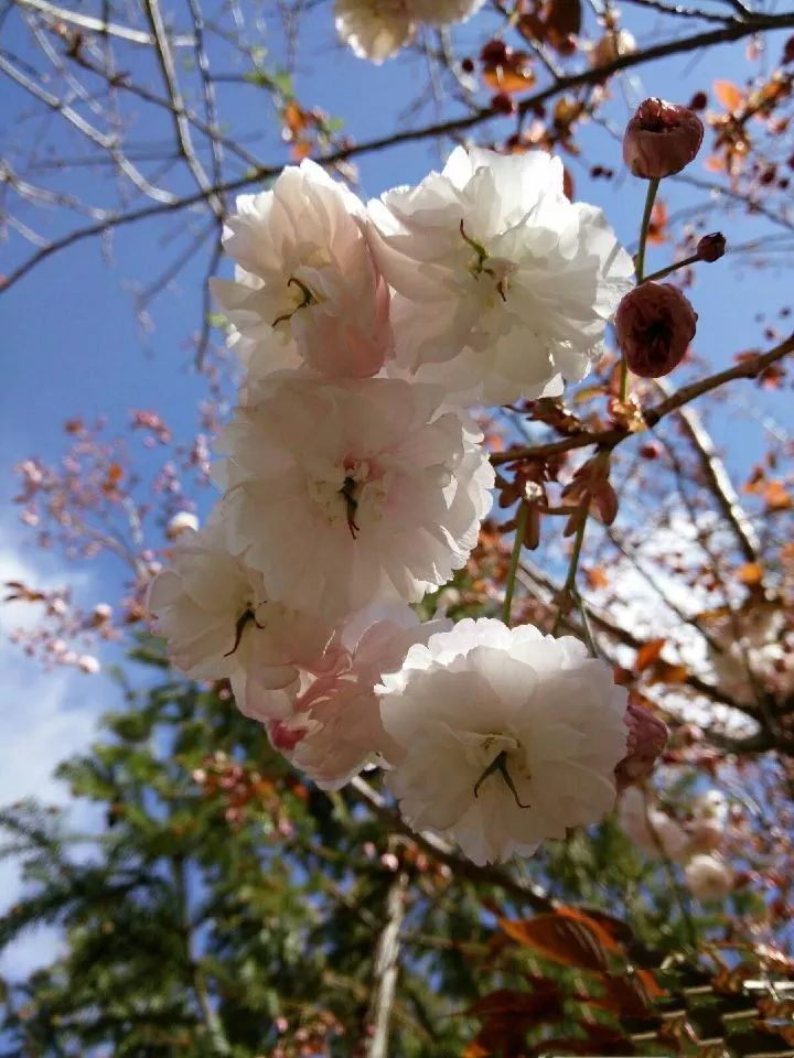 "春城"昆明,这个夏天来这里!