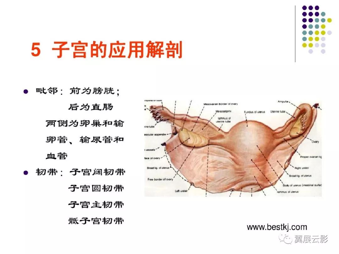 女性盆腔水平断面解剖