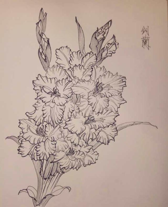 第五百五十八幅—唐菖蒲/剑兰(中性笔白描花卉习作)第五百五十七幅