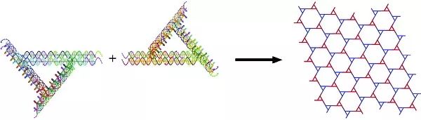 除了粘性末端，这些DNA纳米结构的连接方式也值得借鉴！的图3