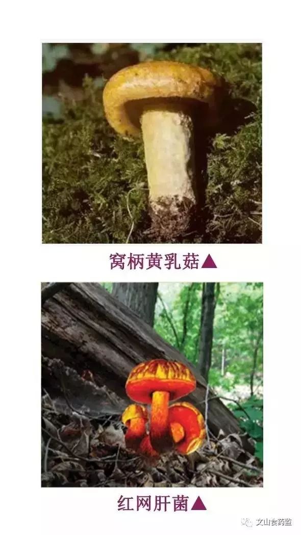 野生菌能不能吃,看图就知道