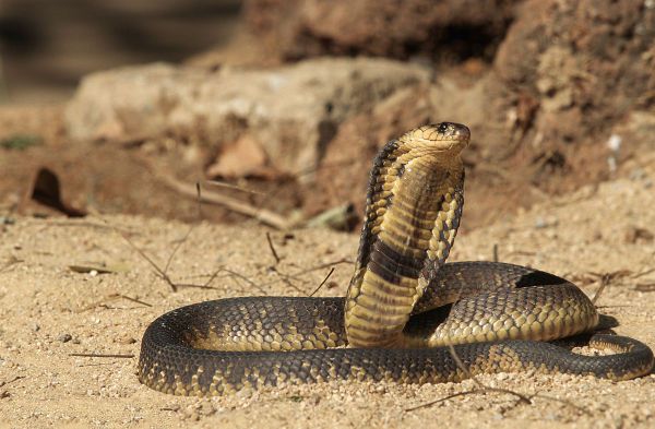 埃及眼镜蛇是非洲最常见的眼镜蛇,具性,而且常人类,在当地