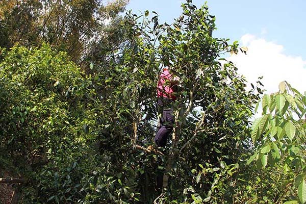 三分钟读懂普洱茶:解读曼糯茶山普洱茶的特点与价格