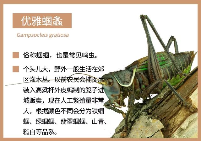 有一些种类的蟋蟀(黄脸油葫芦,双斑蟋等)会保留有沿尾部伸出的膜质后