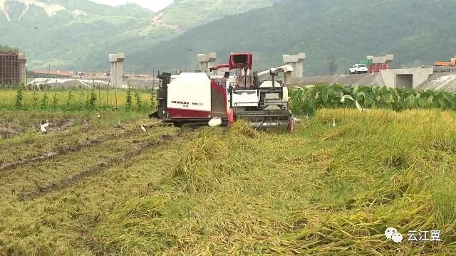 马屿镇人口_瑞安日报(2)