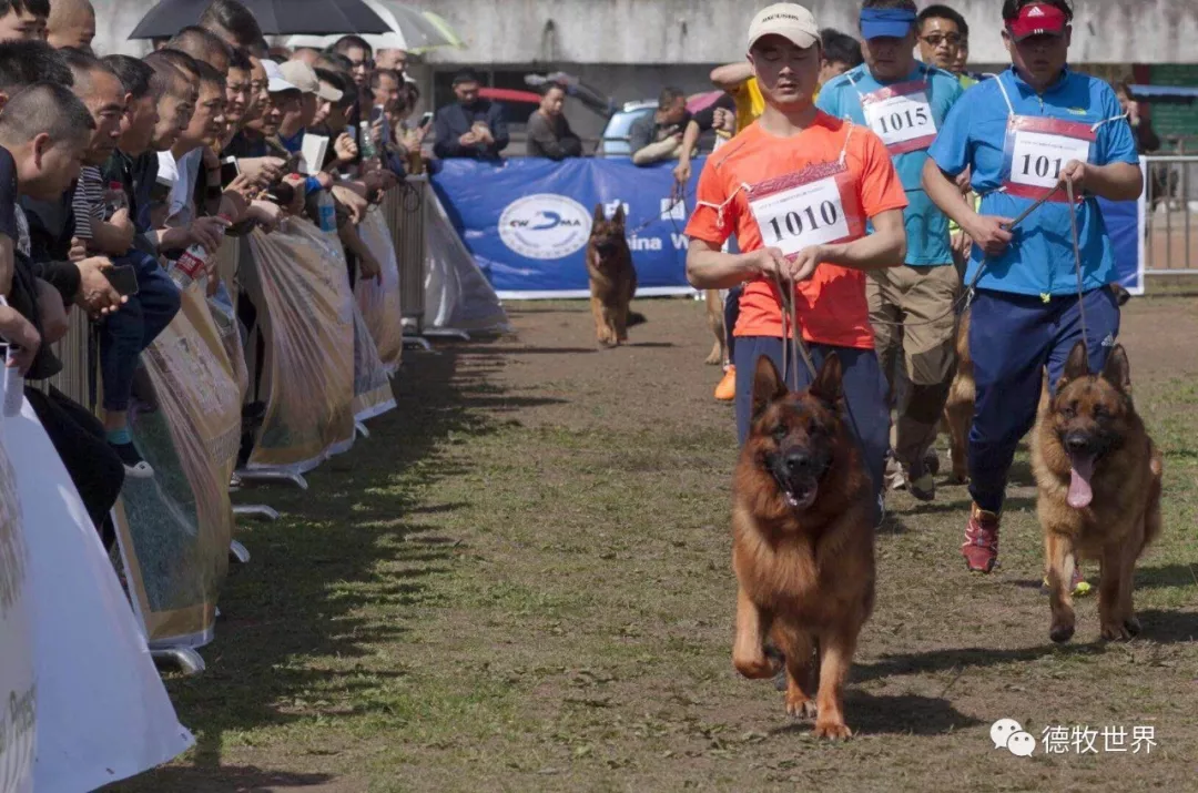 德牧巨星 戈兰goran vom bierstadter hof 陕西华之源犬舍引进