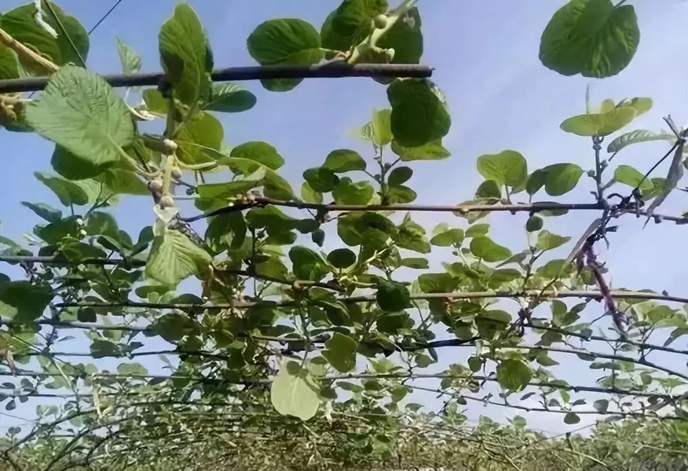 农技知识|夏剪妙招,轻松解决猕猴桃种植管理难题!