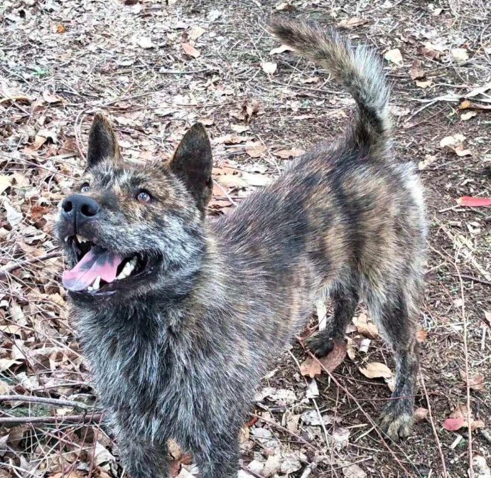 中华稀有好猎犬农家被发现打猎的王牌目前纯种十分少见