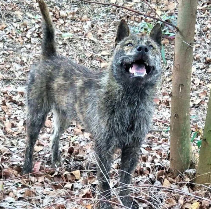 中华稀有好猎犬农家被发现,打猎的王牌,目前纯种十分