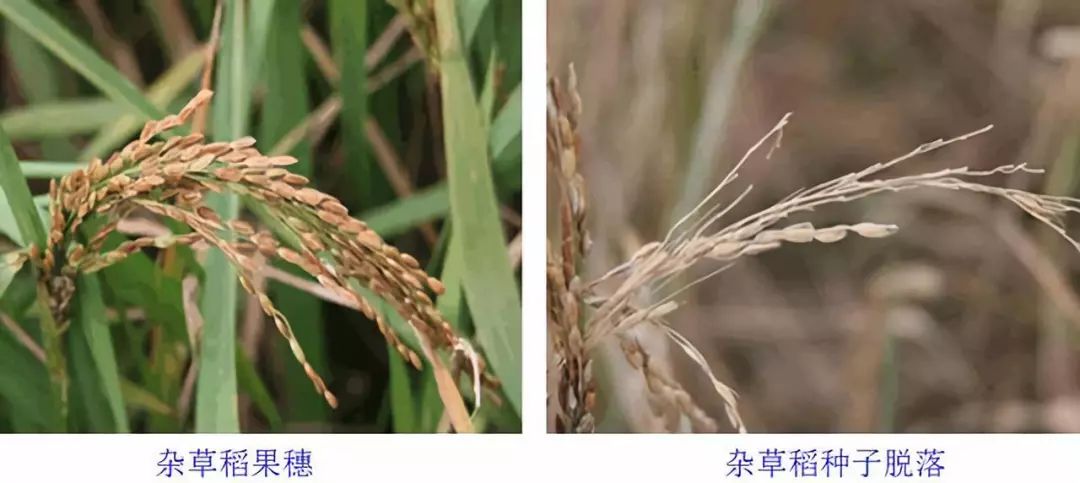 21亩水稻总产不过4千斤吴川种植水稻从此见噩梦