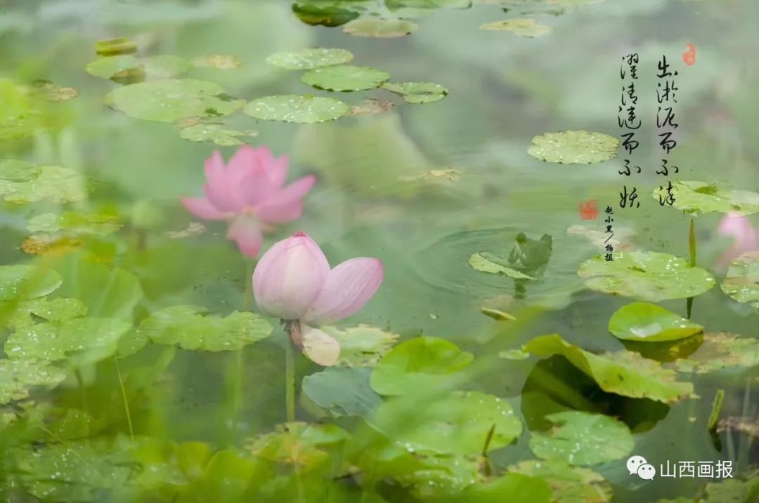 《阮郎归·初夏【宋代】苏轼绿槐高柳咽新蝉.薰风初入弦.