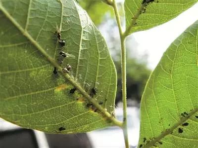 蚜虫,同翅目蚜总科昆虫的总称,其分布广,种类多,寄主杂,危害大,是