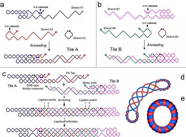 除了粘性末端,这些dna纳米结构的连接方式也值得借鉴!