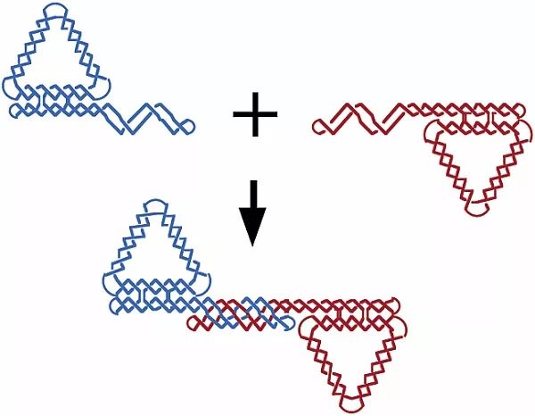 除了粘性末端，这些DNA纳米结构的连接方式也值得借鉴！的图2