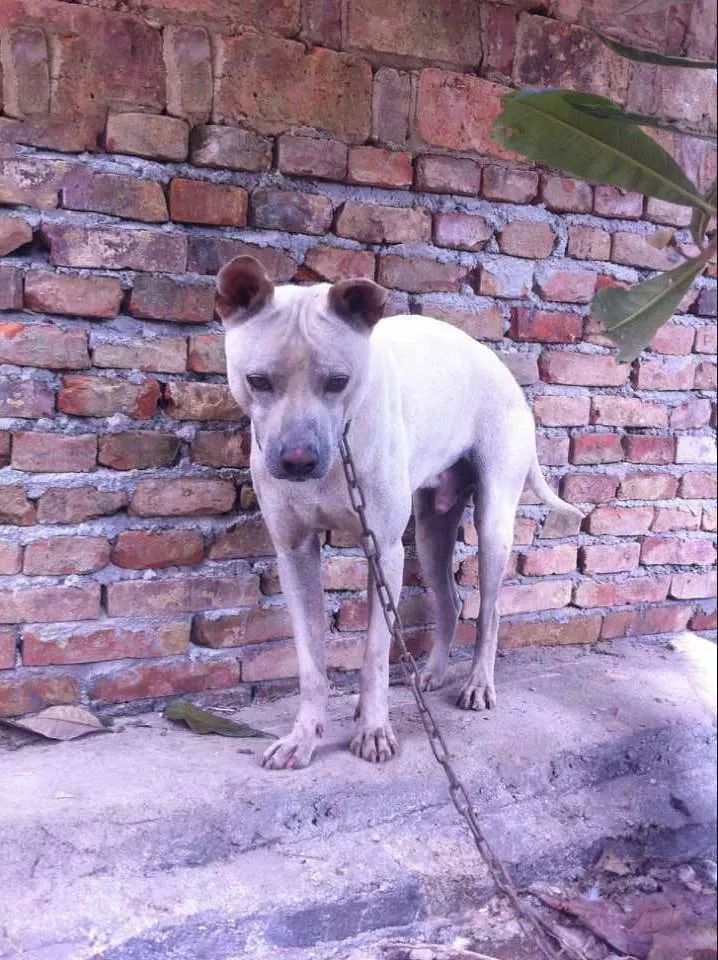 湖北箭毛犬湖 北中国本土珍稀犬种,曾位列清代乾隆御园十大名猎犬之一