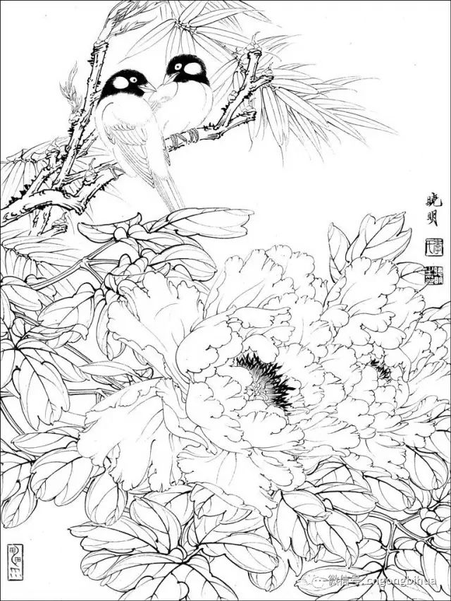 工笔素材丨李晓明工笔花鸟白描喜欢快收藏