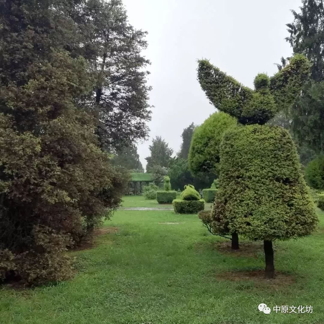 雨中游览淮阳剪枝公园