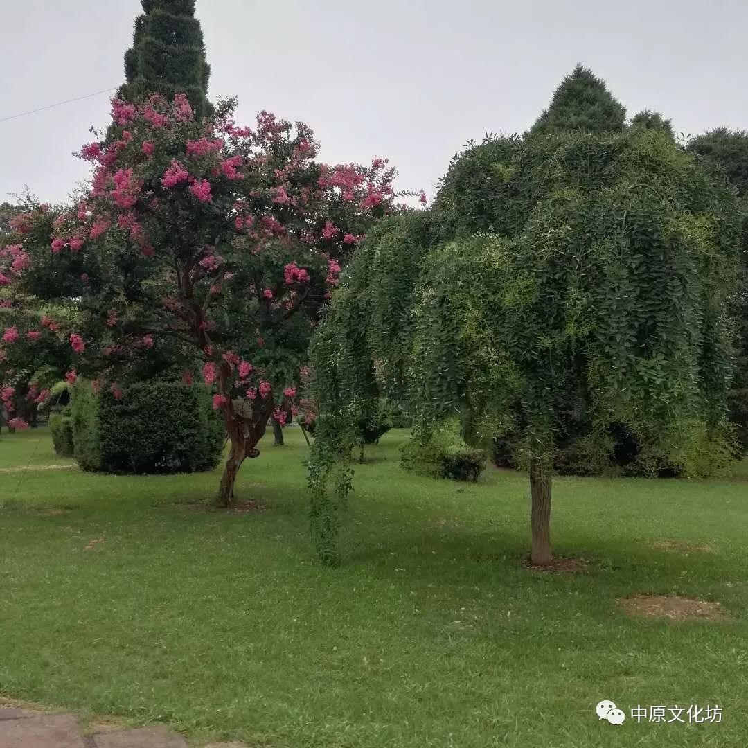 雨中游览淮阳剪枝公园