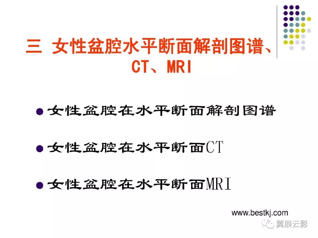 女性盆腔水平断面解剖