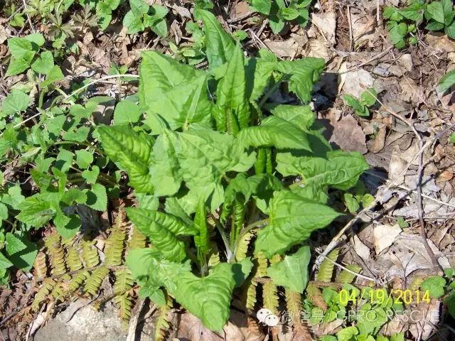 户外知识中国常见野菜及其食用105山菠菜