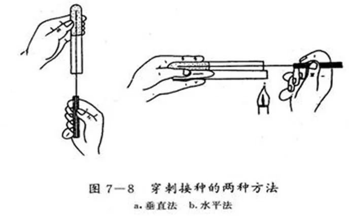 它的做法是:用接种针蘸取少量的菌种,沿半固体培养基中心向管底作直线