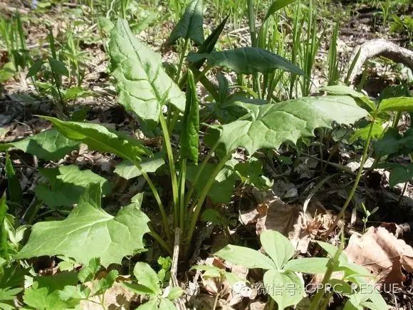 户外知识中国常见野菜及其食用105山菠菜