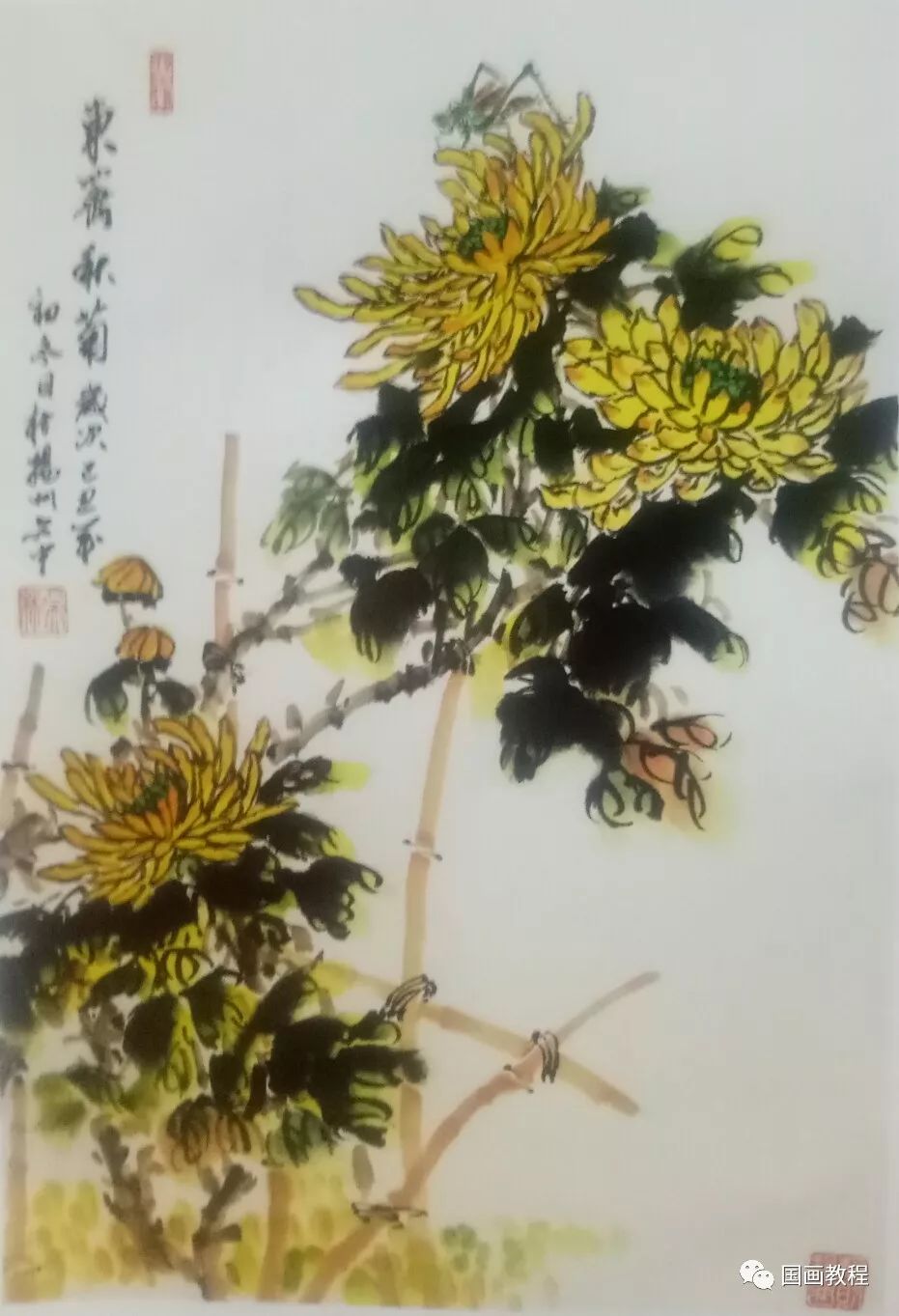 国画基础教程—菊花的画法!