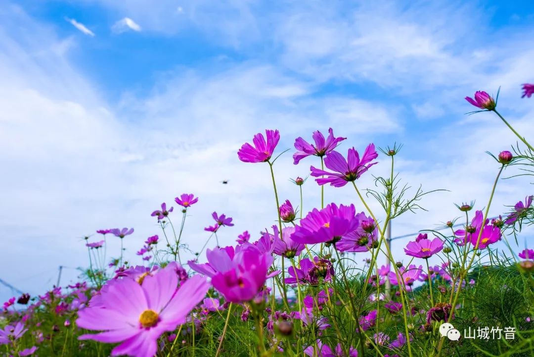 【图】储国安:夏花绚烂,溪水静静流