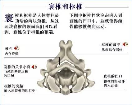 人体骨骼系统建议大家收藏