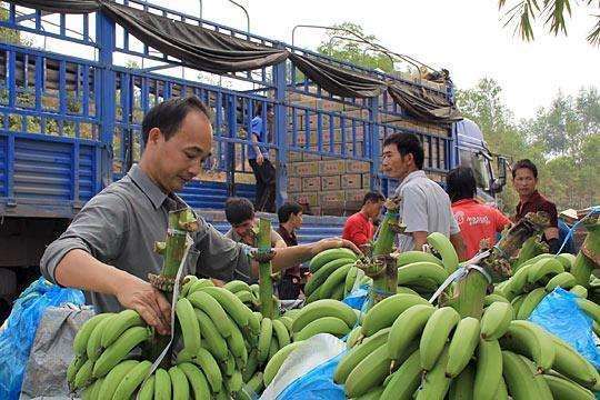广西南宁以"蕉"做船 走向东盟 香飘东盟 南宁香蕉产业即将迸发