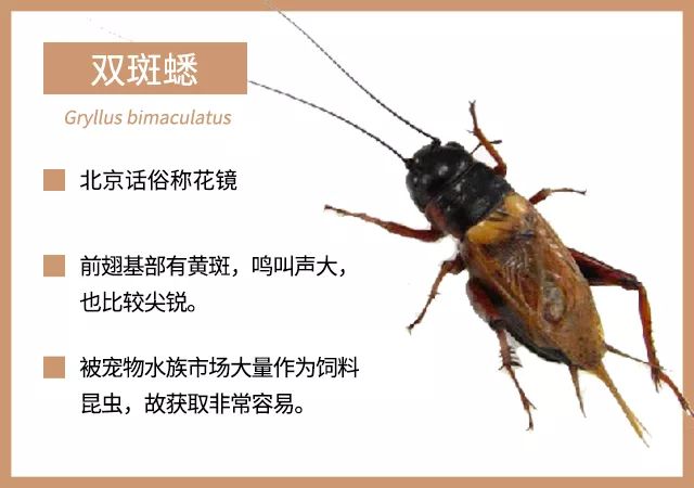 方便大家识别和饲养:有一些种类的蟋蟀(黄脸油葫芦,双斑蟋等)会保留有