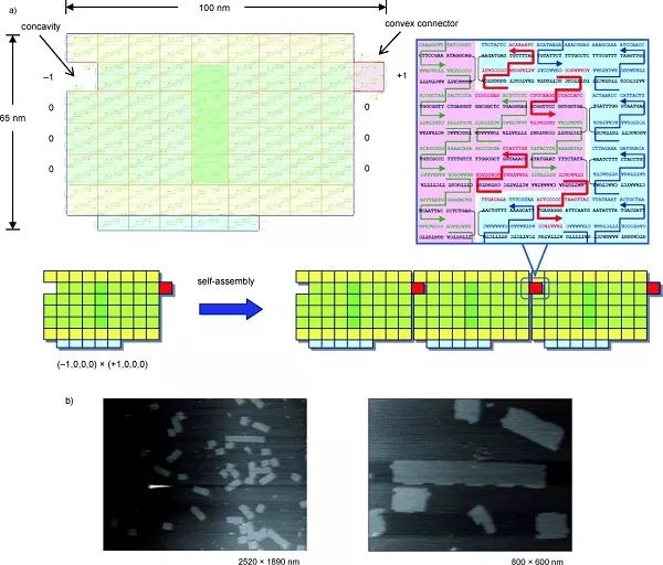 除了粘性末端，这些DNA纳米结构的连接方式也值得借鉴！的图5