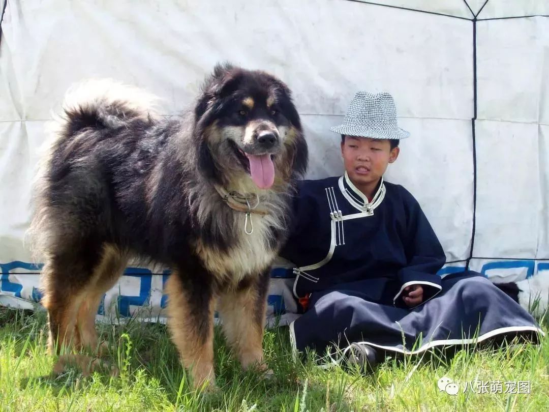 2.蒙古獒