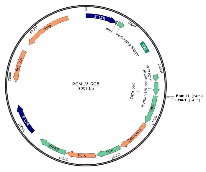 质粒图谱由吉满生物提供puc ori:复制起始点,puc为高拷贝表达质粒(120