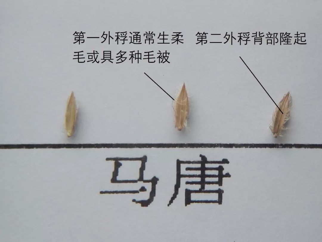 马唐属杂草是稻田第二大禾本科杂草,尤其是在长江流域直播田都有发生