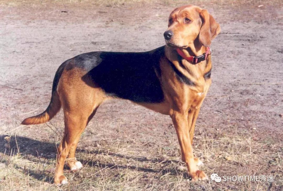 历史 正文 "波兰猎犬"的英文名字叫"polish hound",可以非常直白地