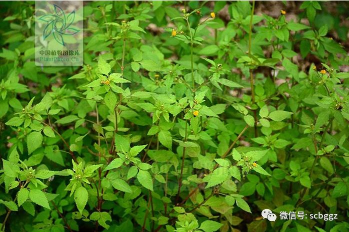 凉茶植物鬼针草