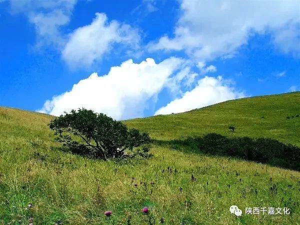 亚高山灌丛草甸带分布于太白山海拔 3400～3770m 的亚高山地带.