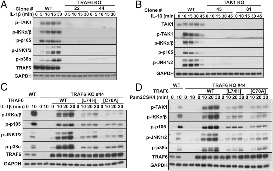 TRAF6和Pellino E3连接酶在MyD88和