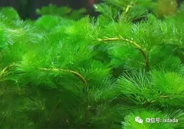 【蟹大大】:适宜蟹池种植的水草品种